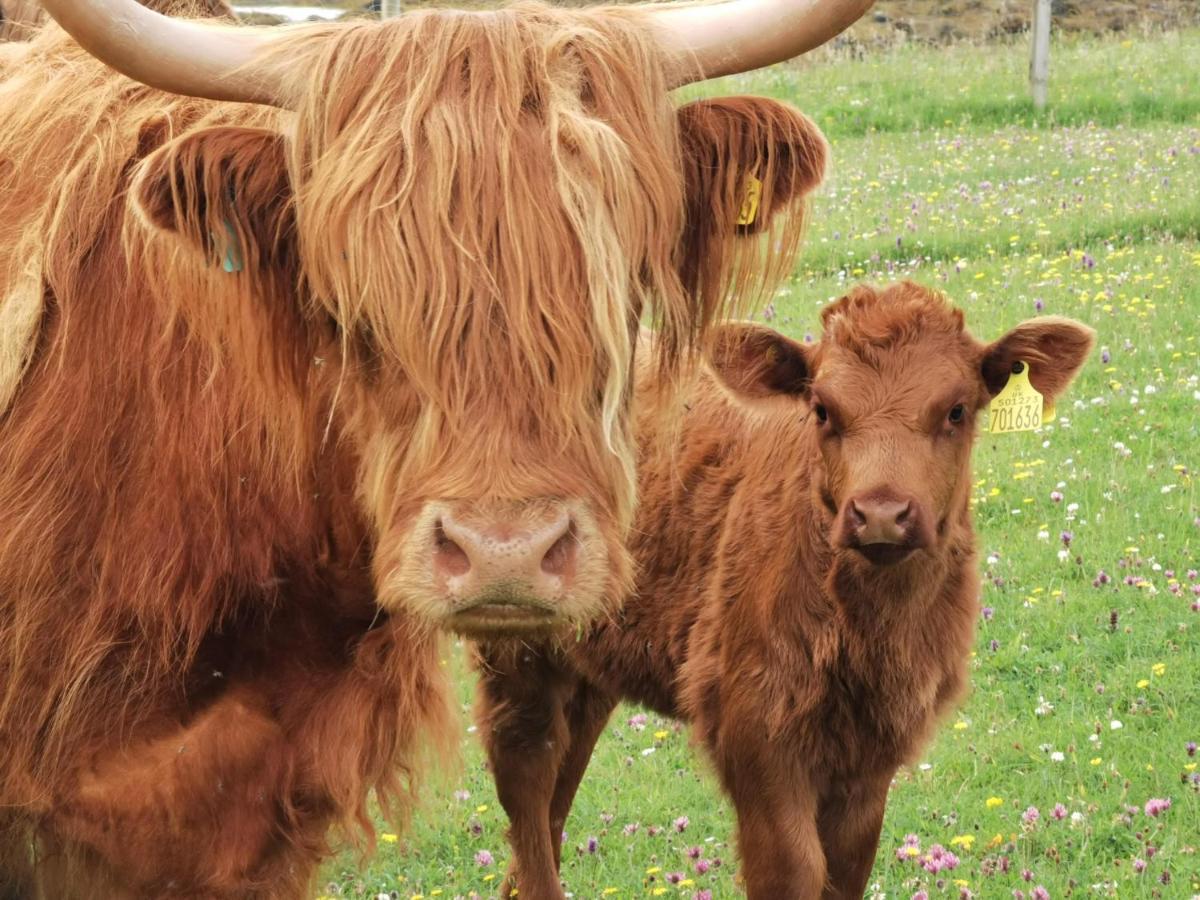 Oban Youth Hostel ภายนอก รูปภาพ Highland cattle